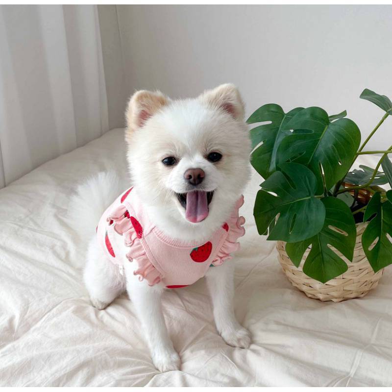 Small Dog Teddy  Clothes