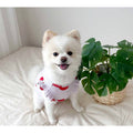 Small Dog Teddy  Clothes