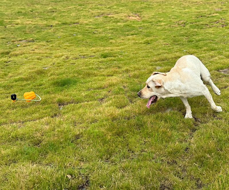 PROKEl Dog Rope Fetch Exercise ToyforMedium  Large Aggressive Chewers BreedDogsChew Interactive Toys Training Tug Of WarBallsindoor And Outdoor Halloween Dogtoyorange Plain Indestructible Dogtoy Super