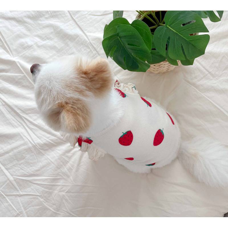 Small Dog Teddy  Clothes