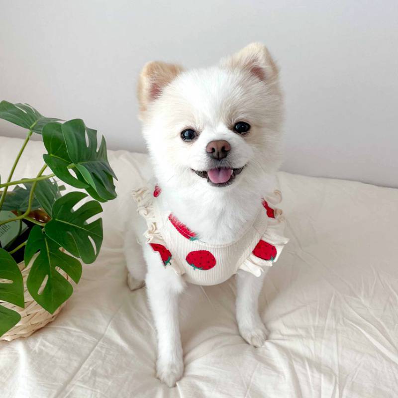 Small Dog Teddy  Clothes