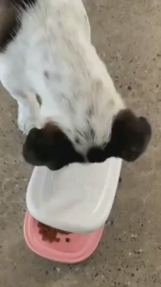 1.mp4